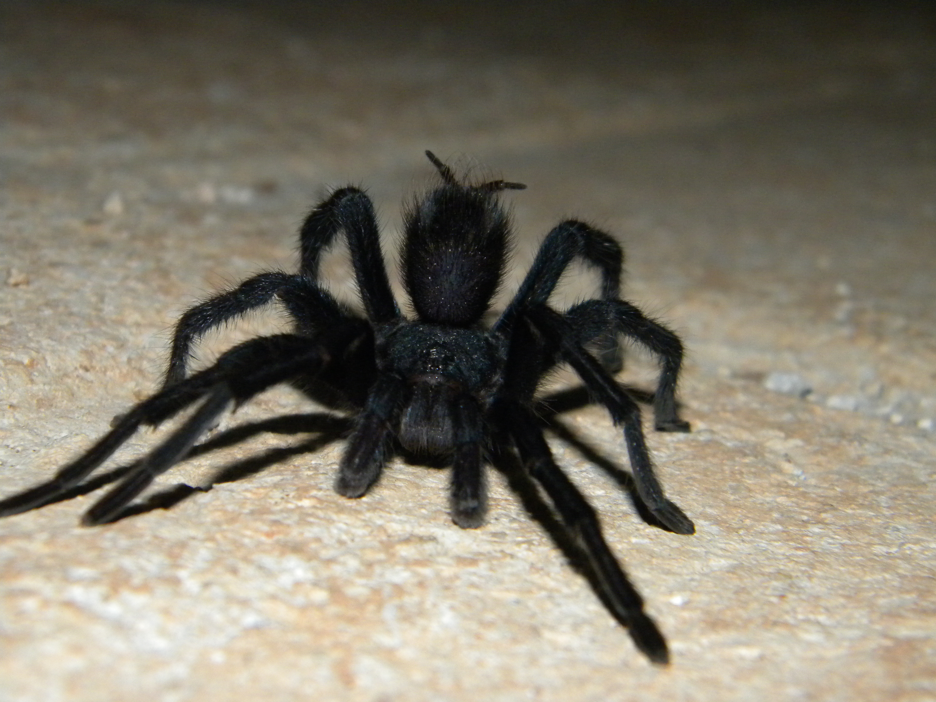 Spiders experience