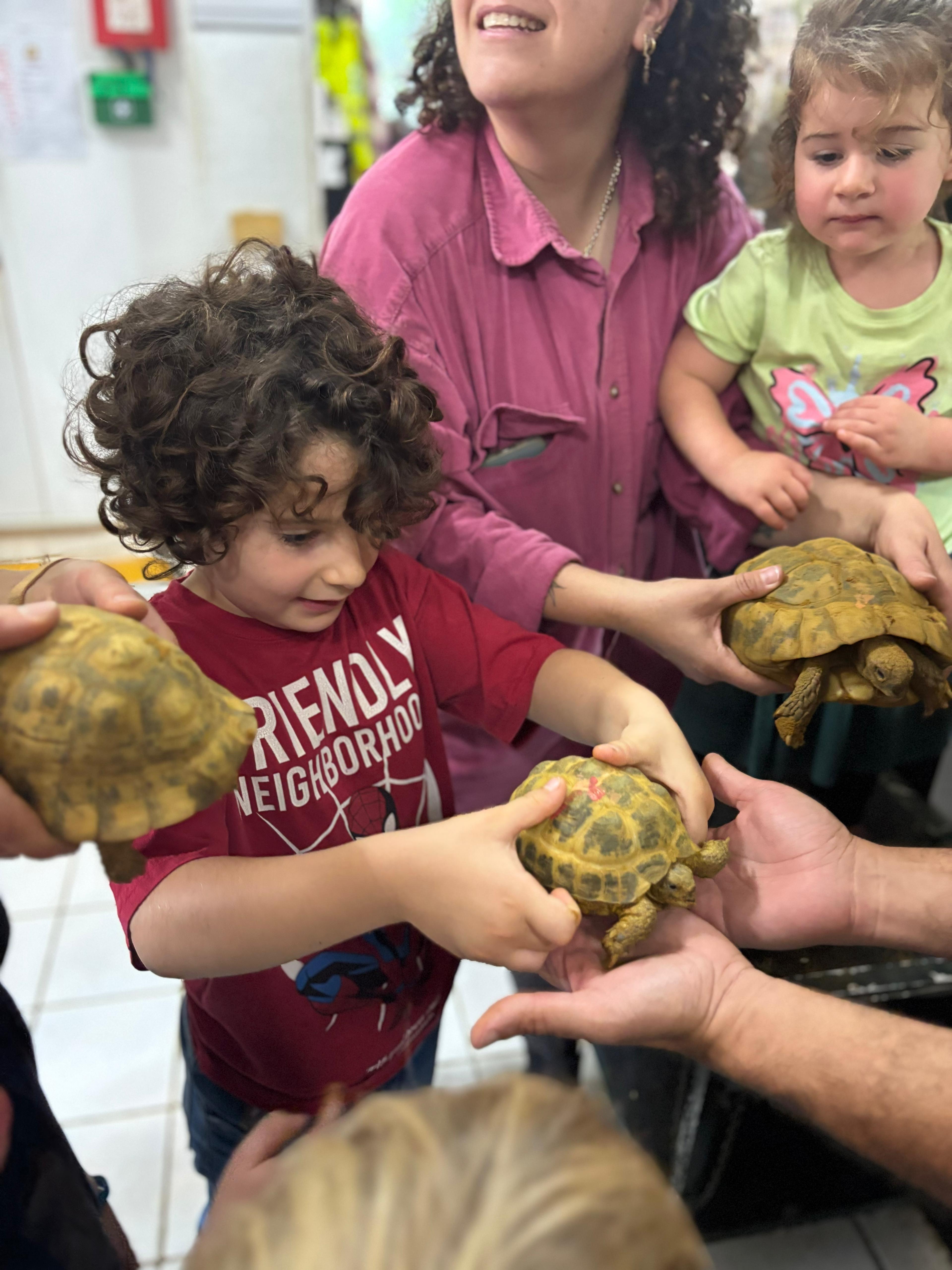 Turtles experience